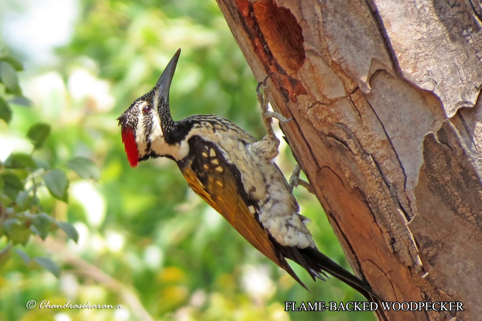 Black Rumped Flameback