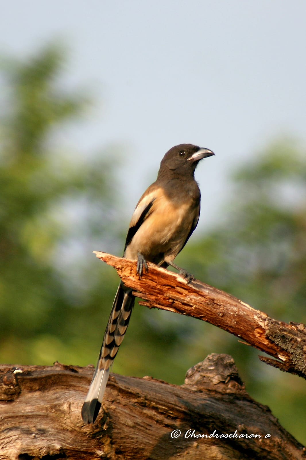 Rufous Tree Pie