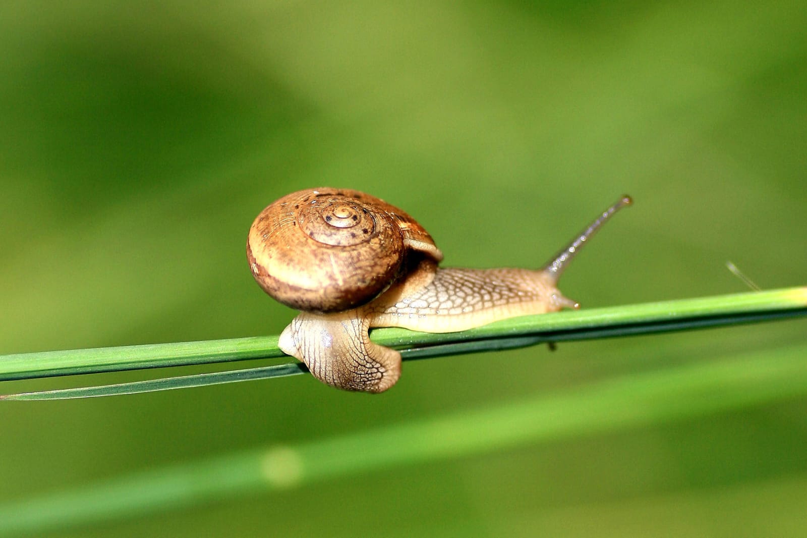 Asian Tramp Snail